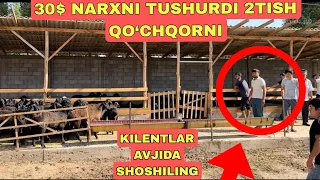 2 TISH QO‘CHQORNI NARXI TUSHDI QURBONLIKKA SHOSHILING