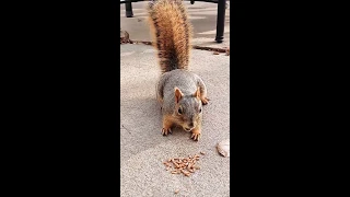 World's most chipper Squirrel at my Door