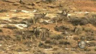 Wyoming Range Mule Deer