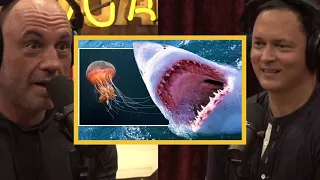 Joe Rogan: SHARKS And JELLYFISH! How DANGEROUS Are They?!