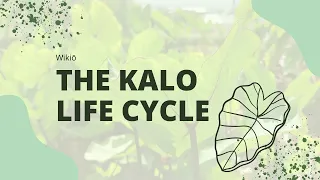 Continuing the Kalo Life Cycle | How to Cut a Huli | Planting Taro | Planting Kalo