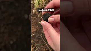 Трюфели 2023!