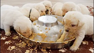 LABRADOR PUPPIES FIRST MEAL EVER!!