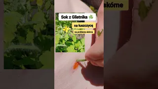 Glistnik Jaskółcze Ziele - Jak stosować ☘️ Chelidonium majus. Na łuszczycę, na kurzajki -na skórę 🆘