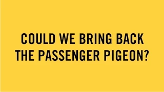 Could we bring back the Passenger Pigeon?