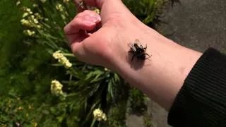 Holding a Friendly Bumble Bee #bee #holding #bumblebee