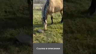 смешные видео с животными - я ржал пол часа / смешные животные , коты собаки лучшие приколы #shorts