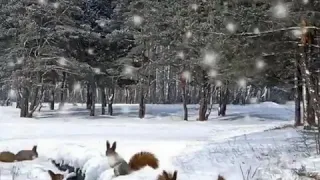 ДОБРОЕ ЗИМНЕЕ УТРО - ЛЮБИМАЯ ПЕСНЯ.😍