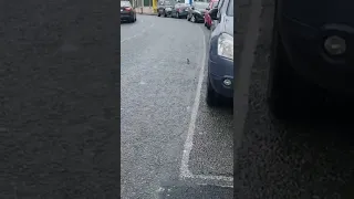 AMAZING BIRD NEARLY HIT BY CAR