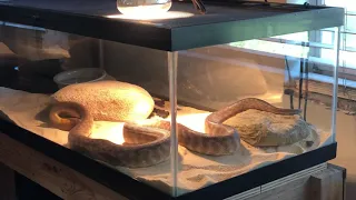 Sneezing Snake