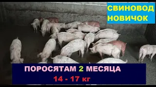 Поросята плохо растут, жара! вес поросят в 2 месяца! Откорм свиней. Свиноводство Украина.