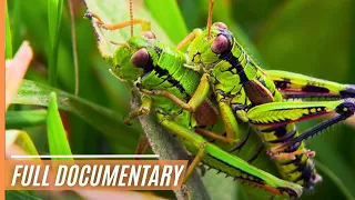 Spectacular and Breathtaking Close-Ups of our Wildlife | Full Documentary