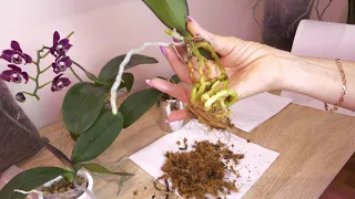 Пересадка трёх орхидей. ОБРАБОТКА один из методов.
