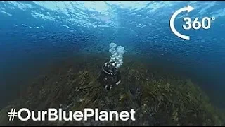 360° Norwegian Kelp Forest Soundscape #OurBluePlanet  - BBC Earth