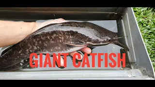 The Aba Aba Knifefish - GIANT catfish feeder