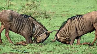 Wildebeest Facts  Interesting Facts about Wildebeest  Facts about Wildebeest