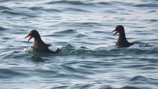 Black Guillemots feeling frisky at the start of the nesting season on Rathlin Island