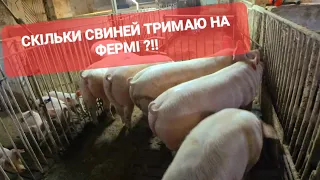 Скільки СВИНЕЙ ТРИМАЮ НА ФЕРМІ!!!