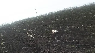 Эпаньоль бретон охота на зайца в пахоте