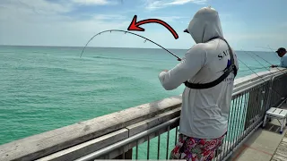 THIS IS THE BEST LURE YOU CAN USE ON ANY PIER!