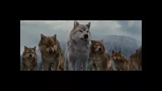 Twilight Wolves Scenes