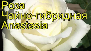 Роза чайно-гибридная Анастасия. Краткий обзор, описание характеристик rosa Anastasia
