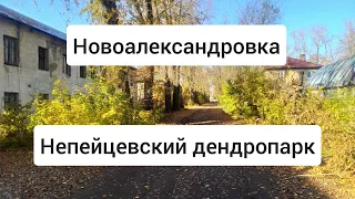 Новоалександровка - заброшенный посёлок, Непейцевский дендропарк.