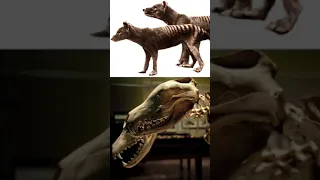 Bringing back EXTINCT animals? (mini tigers)