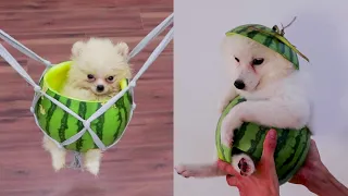 Cutest Teacup Pomeranian Puppies | Funny Cutest Dogs Cats Video | MR PET #23