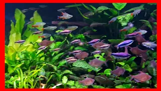 Blue Emperor Tetra Schooling after live feeding. Planted Community Freshwater Aquarium.