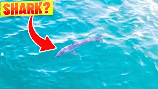 Mystery Shark Heads Toward Bondi Beach