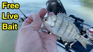 How to catch Pin Fish live bait EASY!