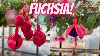 Fuchsia Plant Care: How to Plant, Grow and Care for Fuchsias