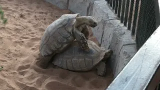 Turtle Making Love