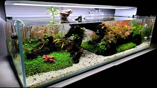 Shallow Tank Aquascape