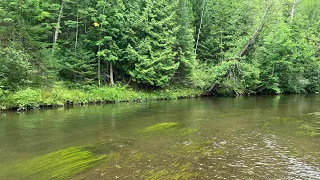 Michigan Trout Fishing- River Brown and Rainbow Trout