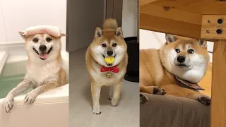 Funniest shiba inu Videos 2023 😂 New Funny Shiba Inu best Videos 😺🐶 Part 11   Tik Toks Compilation