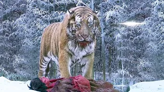 King Tiger Saw His Wife and Son Killed to Murder the Army but Saved the Hunter's Son