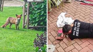 Distressed mama fox cries out for someone to help her baby