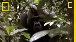 Gorilla Rescue | National Geographic