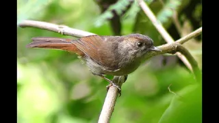 MASTERAN/PANCINGAN BURUNG FLAMBOYAN JANTAN