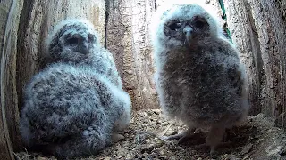 Wild Tawny Owls Adopt Once More | Luna & Bomber | Robert E Fuller