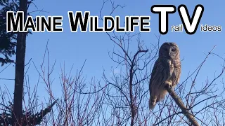 Maine Wildlife Trail Video Channel Update