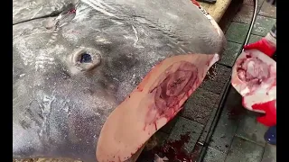1088 kg Incredible Giant Sunfish  Fish Cutting Skills Part  1