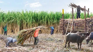 Sugarcane Growing and Harvesting With Primitive and Modern Machine Technologies