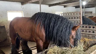 🔥Великий Вибір Жеребців на Паровку 🔥на Продажу Коні Ваговози Коні в Україні🔥🐴💪