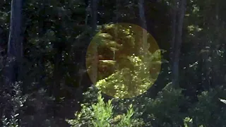 Sasquatch video Footage