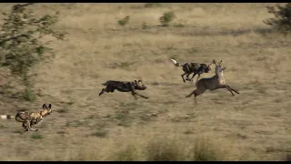 Wild dogs Hunting Waterbuck