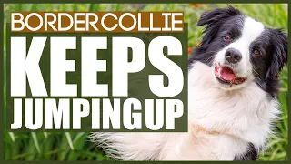 PUPPY TRAINING! How To Stop Your BORDER COLLIE From Jumping Up!