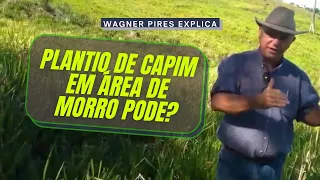 PLANTAR CAPIM EM ÁREA DE MORRO PODE?